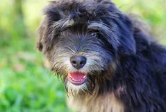 Portuguese Sheepdog