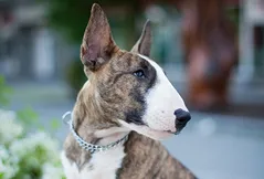 Bull Terrier