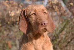 Wirehaired Vizsla