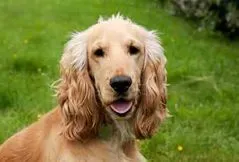 English Cocker Spaniel