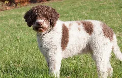 Lagotto Romagnolo