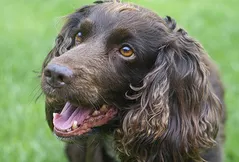 Sussex Spaniel