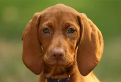 Redbone Coonhound