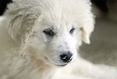 Kuvasz