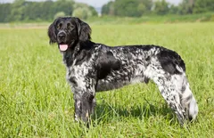 Small Munsterlander Pointer