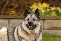 Norwegian Elkhound