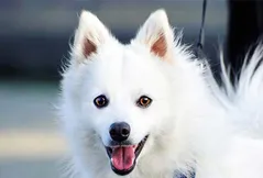 Japanese Spitz