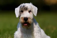 Sealyham Terrier