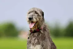 Irish Wolfhound