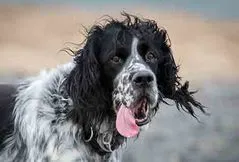 English Setter