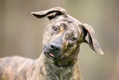 Treeing Tennessee Brindle