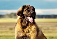 Leonberger