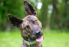 Dutch Shepherd