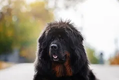 Tibetan Mastiff