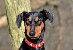 German Pinscher