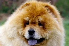 Chow Chow