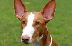 Ibizan Hound