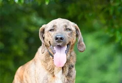 Plott Hound