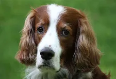 Irish Red and White Setter