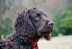 American Water Spaniel