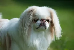 Japanese Chin