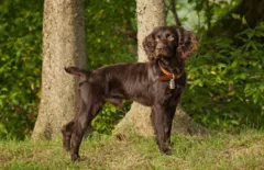 Boykin Spaniel