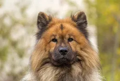 Eurasier