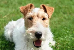 Wire Fox Terrier