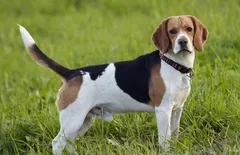 English Foxhound