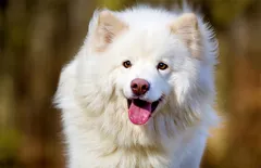 Finnish Lapphund