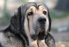 Spanish Mastiff