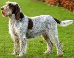 Spinone Italiano