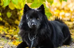 Swedish Lapphund