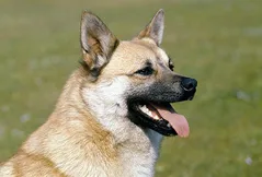 Norwegian Buhund