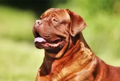 Dogue De Bordeaux