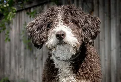 Spanish Water Dog