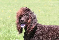 Irish Water Spaniel