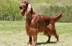 Irish Setter