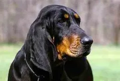 Black and Tan Coonhound