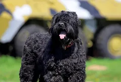 Black Russian Terrier