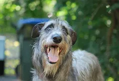 Scottish Deerhound