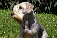 Cesky Terrier