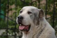 Central Asian Shepherd Dog