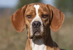 Portuguese Pointer