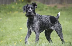 German Wirehaired Pointer