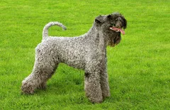 Kerry Blue Terrier