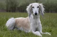 Saluki