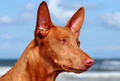 Pharaoh Hound