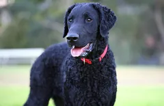 Curly-Coated Retriever