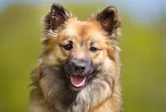 Icelandic Sheepdog